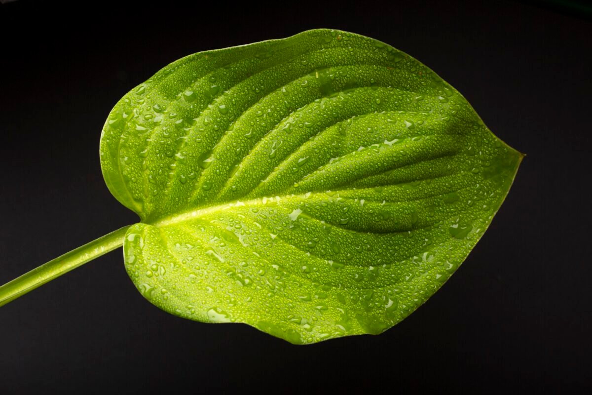 Close-up of a single green leaf with dew drops symbolizing renewal, peace, and presence
